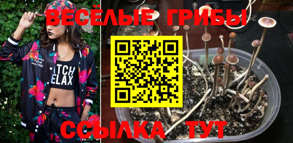 где купить наркотик  Псилоцибиновые грибы ЛСД  Галлюциногенные грибы Psilocybine cubensis  Вход с VPN  Чернушка 
